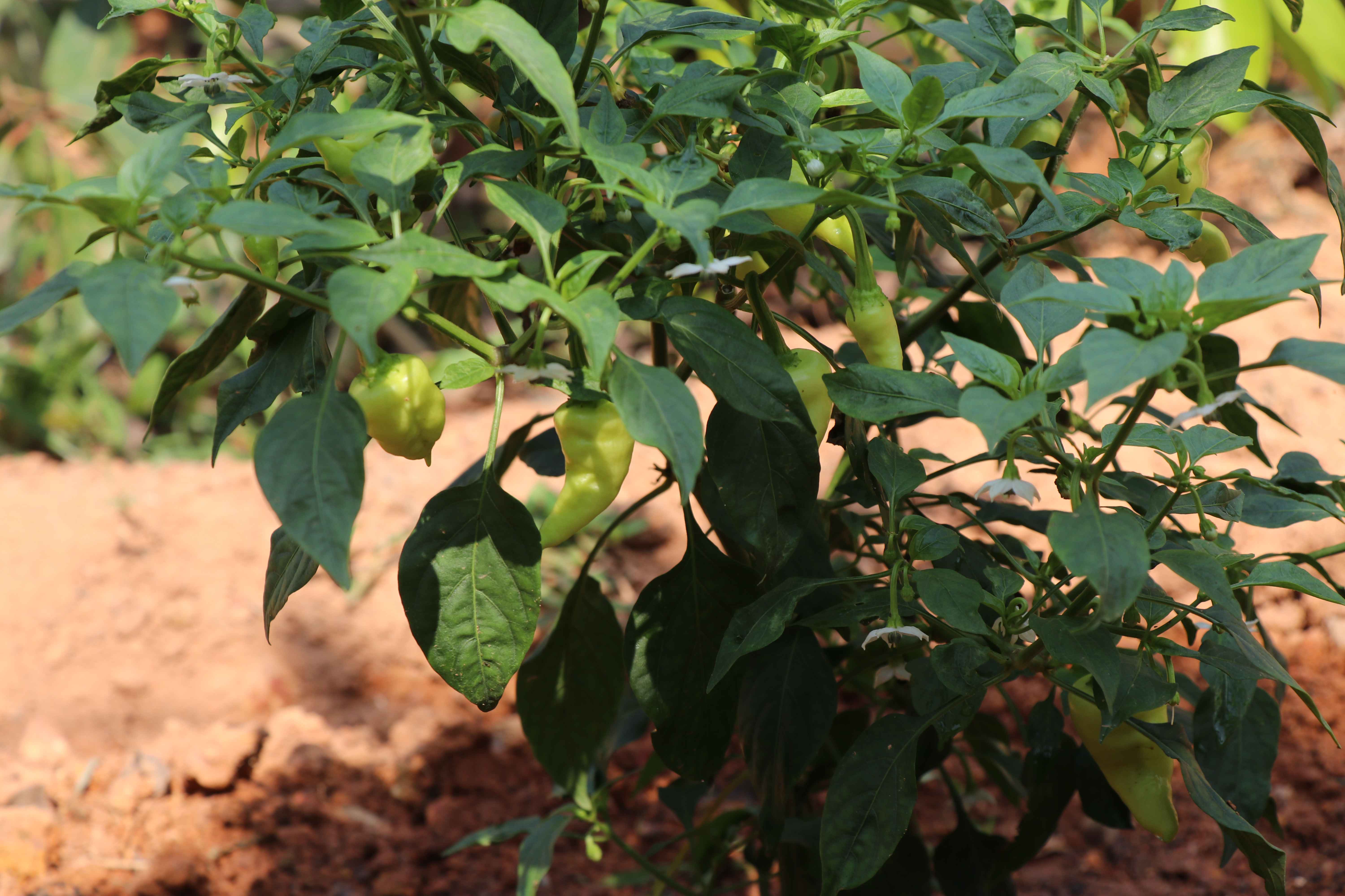 Green Vegetable Cultivation